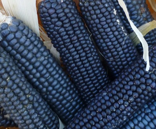 Rio grande blue - grande,
