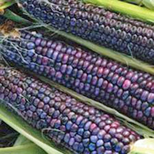 Corn blue hopi heirloom 100 - blue, hopi,