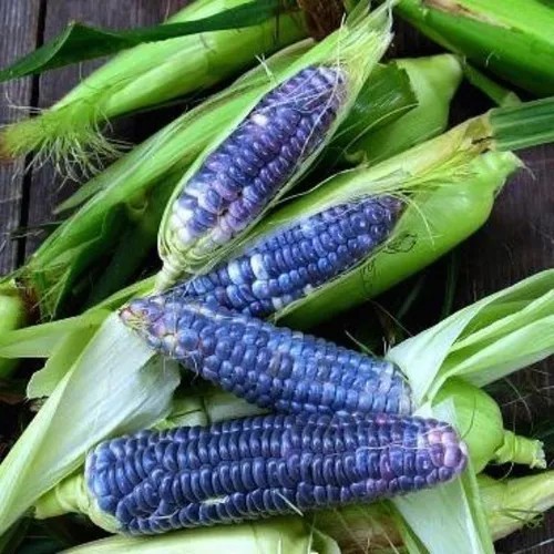 Nayarit azul elotes - nayarit,