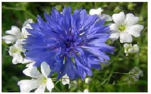 Blue bachelor buttons wild - bachelor,