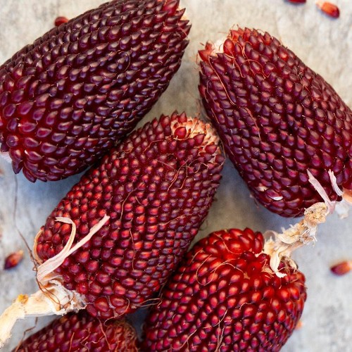Red strawberry corn seeds 50 - corn,