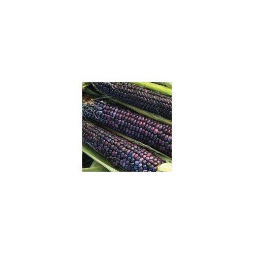 Corn blue hopi - corn,
