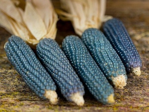 Blue miniature popcorn - miniature, corn